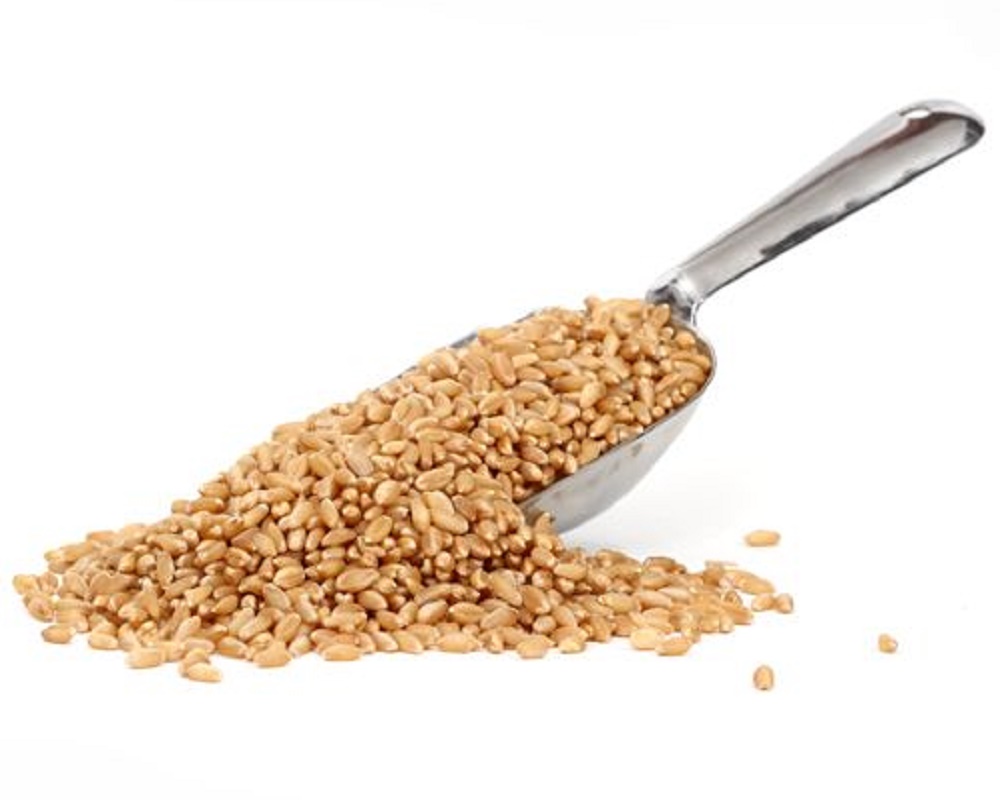 Wheat Shivakalin